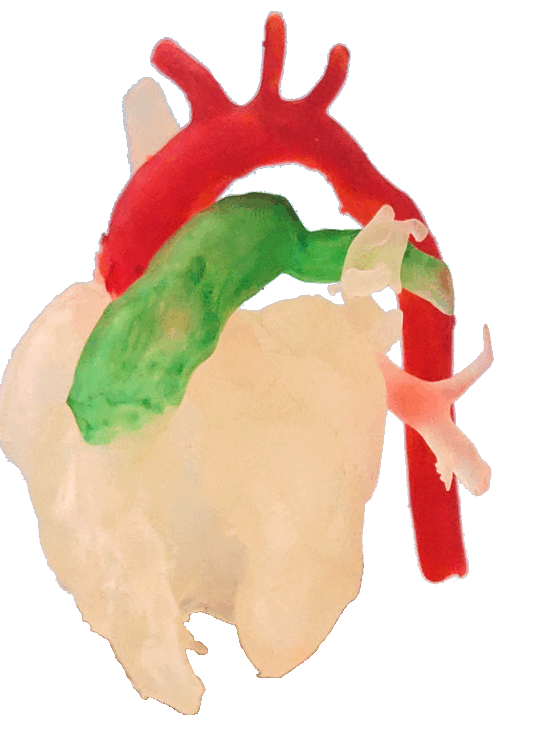 3D heart animation